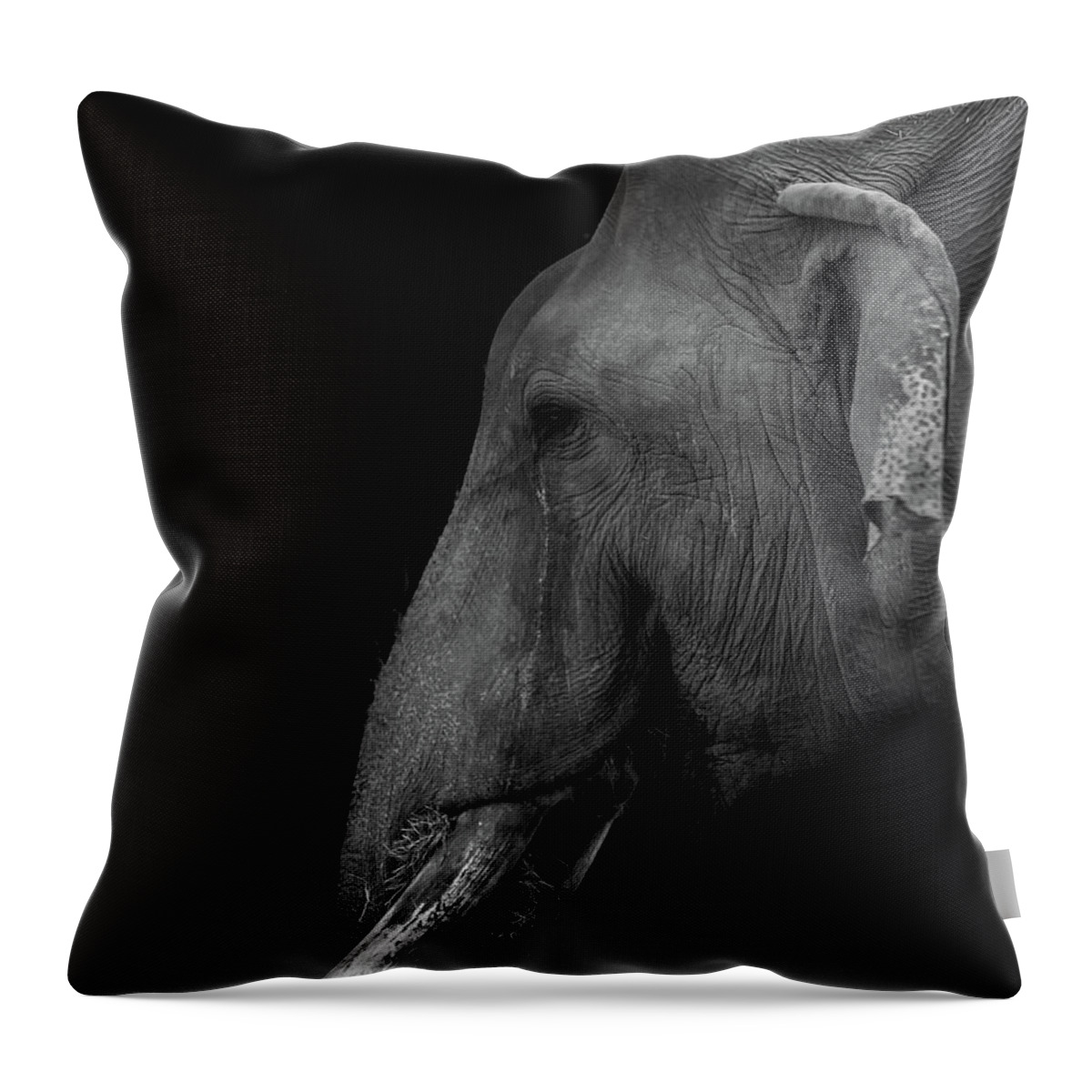 Elepant Throw Pillow featuring the photograph Asian Elephant by Jaime Mercado