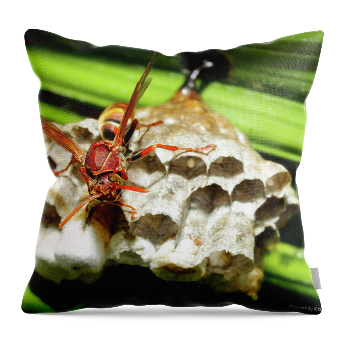 Australian Papper Wasp Throw Pillow featuring the photograph Australian Papper Wasp 772 by Kevin Chippindall