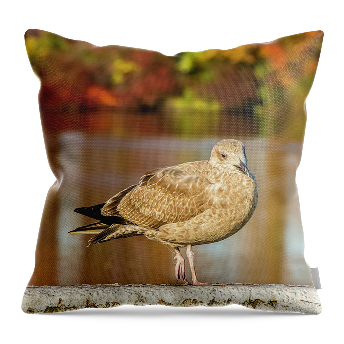 Autumn Throw Pillow featuring the photograph Autumn Bird by Cathy Kovarik
