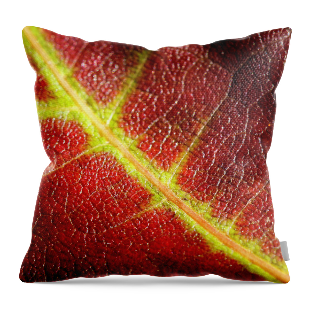 Fall Throw Pillow featuring the photograph Autumn Fall Leaf Close Up by Rick Deacon