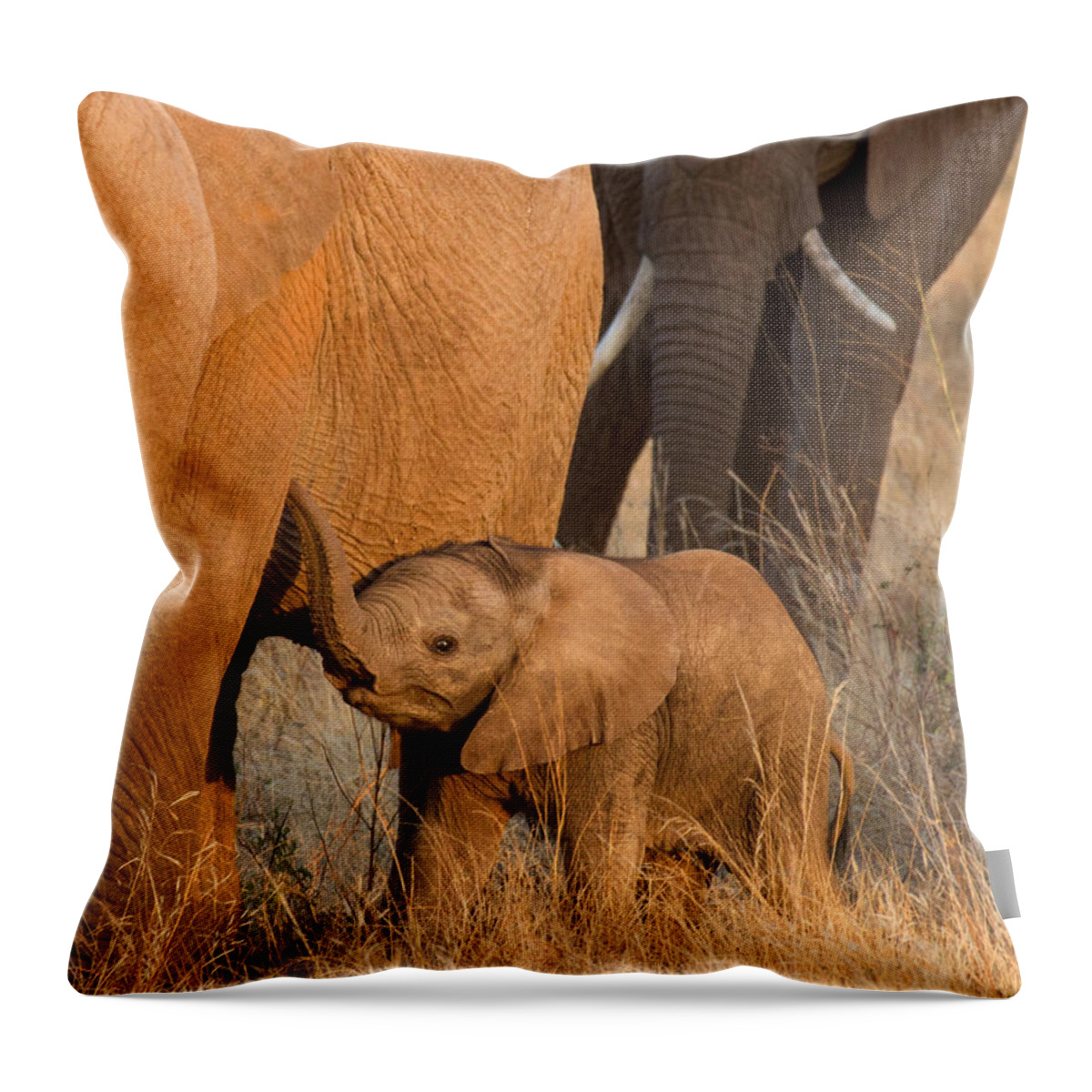 African Elephant Throw Pillow featuring the photograph Baby Elephant 2 by Chris Scroggins