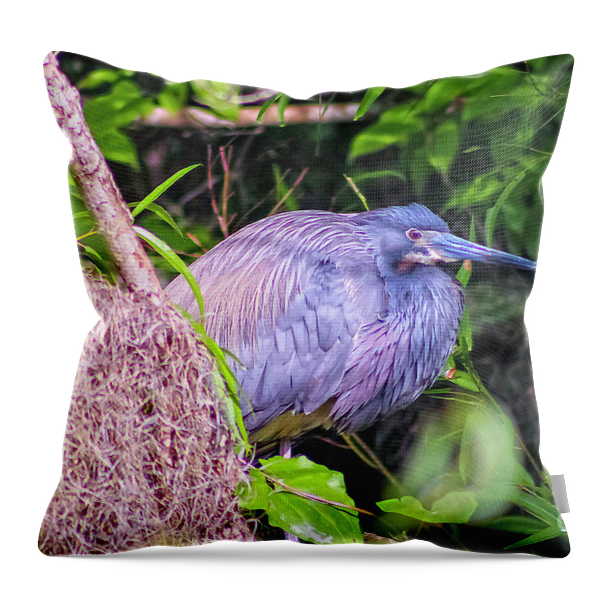 Nature Throw Pillow featuring the photograph Baby Great Blue Heron - Ardea Herodias by DB Hayes