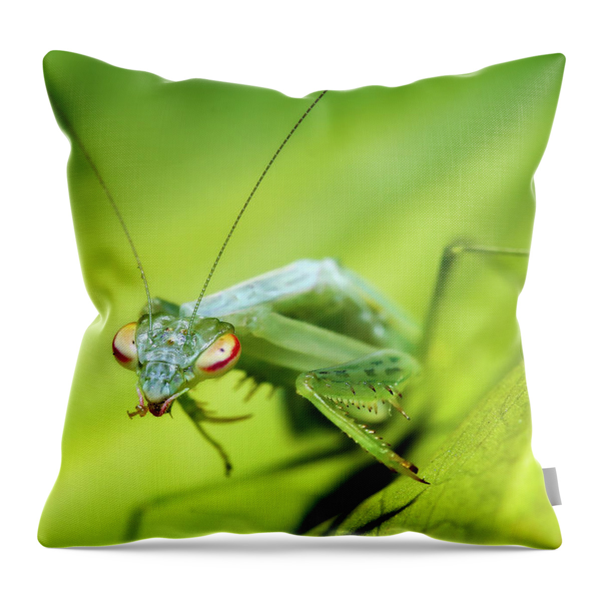 Praymantes Photography Throw Pillow featuring the photograph Baby Praymantes 6677 by Kevin Chippindall