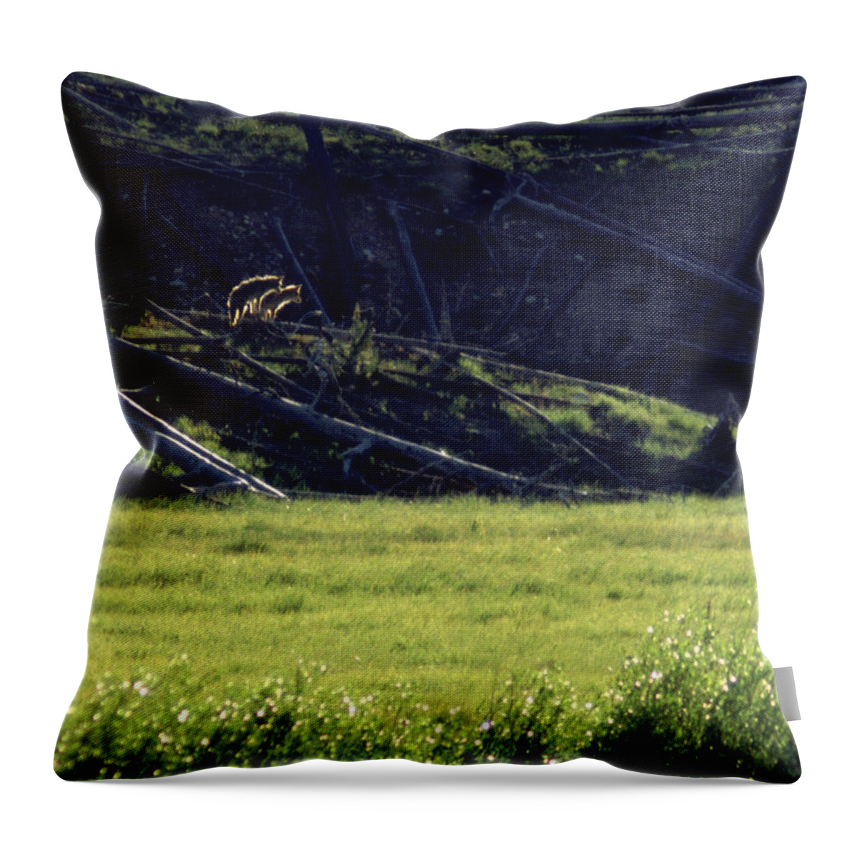 Backlit Throw Pillow featuring the photograph Backlit Coyotes by Ted Keller