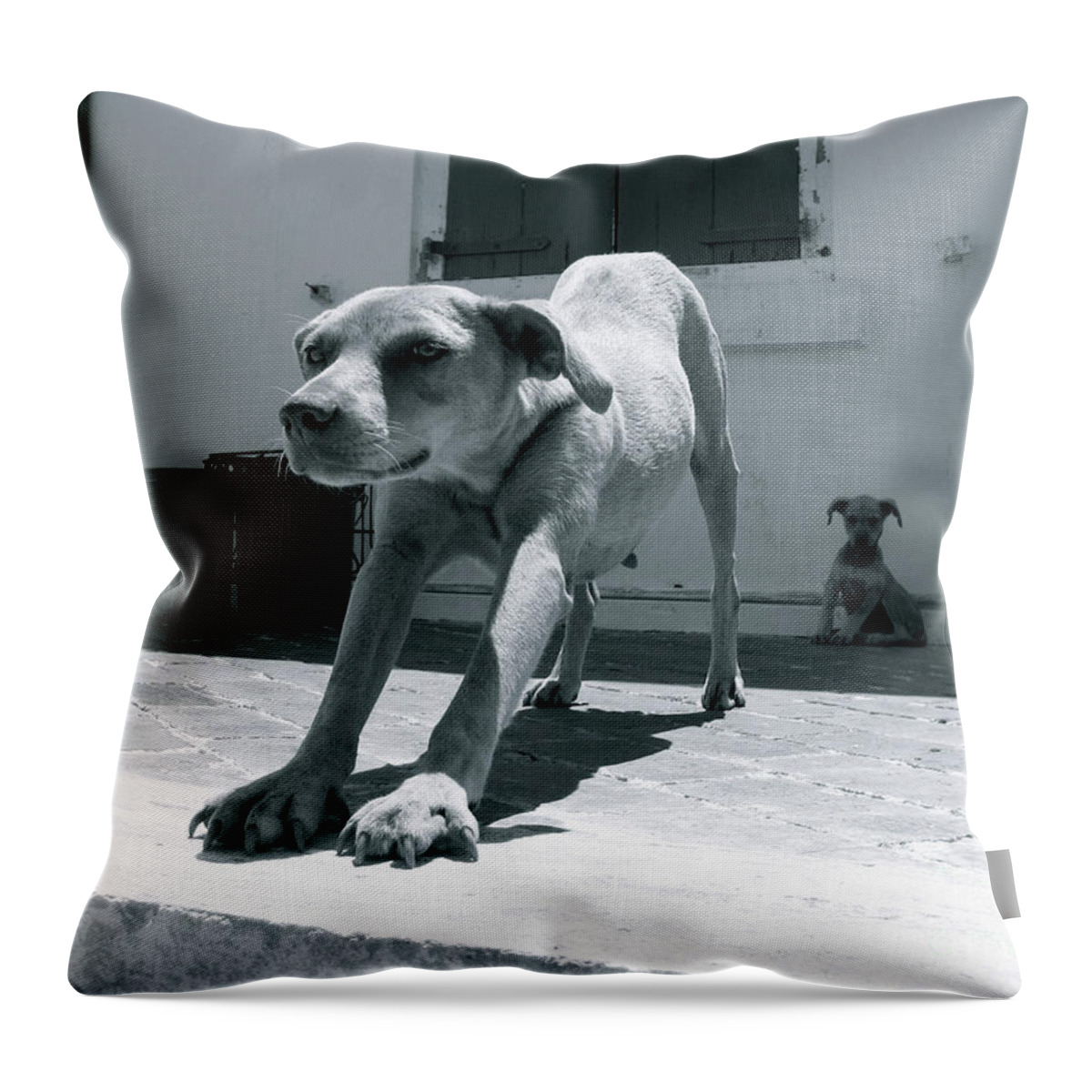 Dog Throw Pillow featuring the photograph Bahamas Dog by Becqi Sherman
