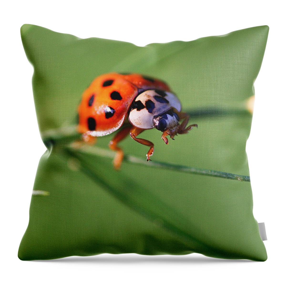 Ladybug Insect Bug Throw Pillow featuring the photograph Balancing Act by William Selander