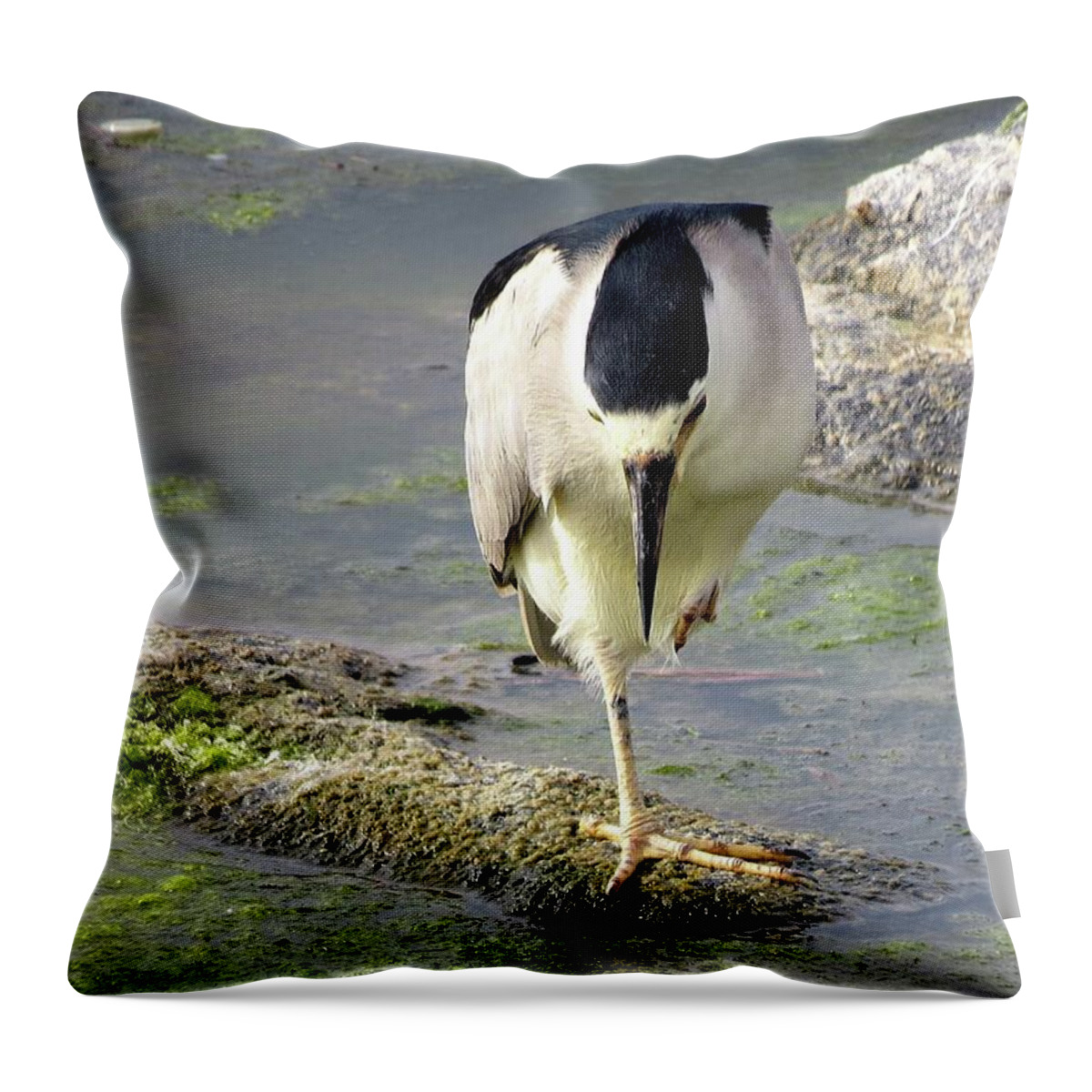 Birds Throw Pillow featuring the photograph Balance by Linda Stern
