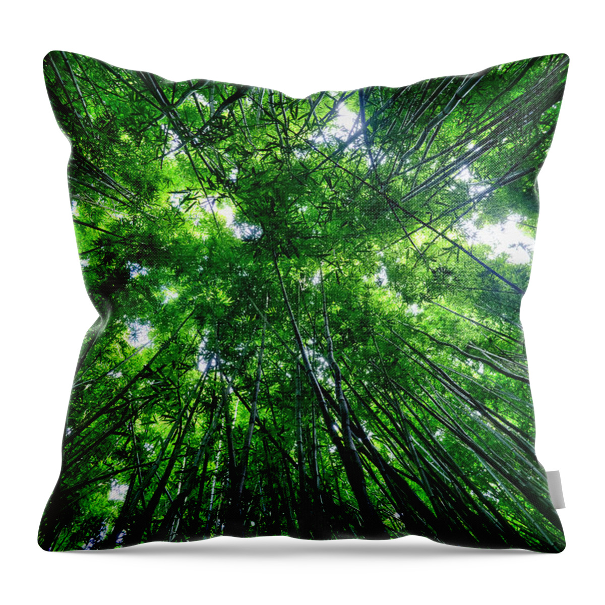 Bamboo Throw Pillow featuring the photograph Bamboo Forest by Eddie Yerkish