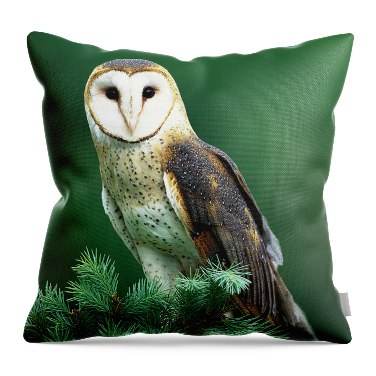 Mp Throw Pillow featuring the photograph Barn Owl Tyto Alba Portrait, Hudson by Tom Vezo