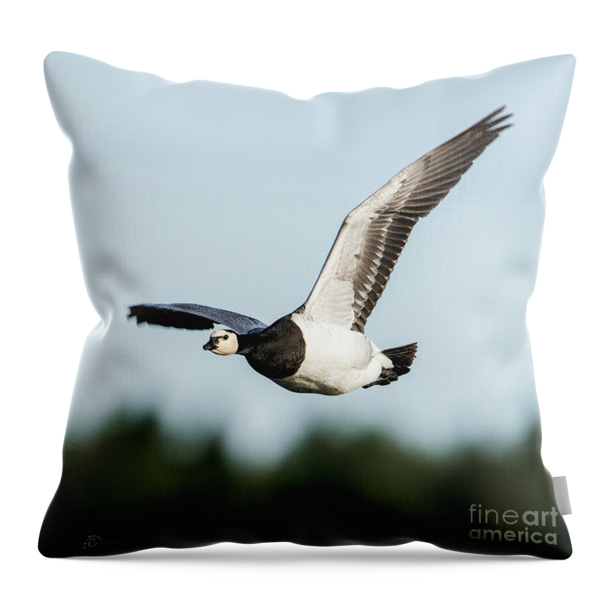 Barnacle Goose Throw Pillow featuring the photograph Barnacle Goose square by Torbjorn Swenelius