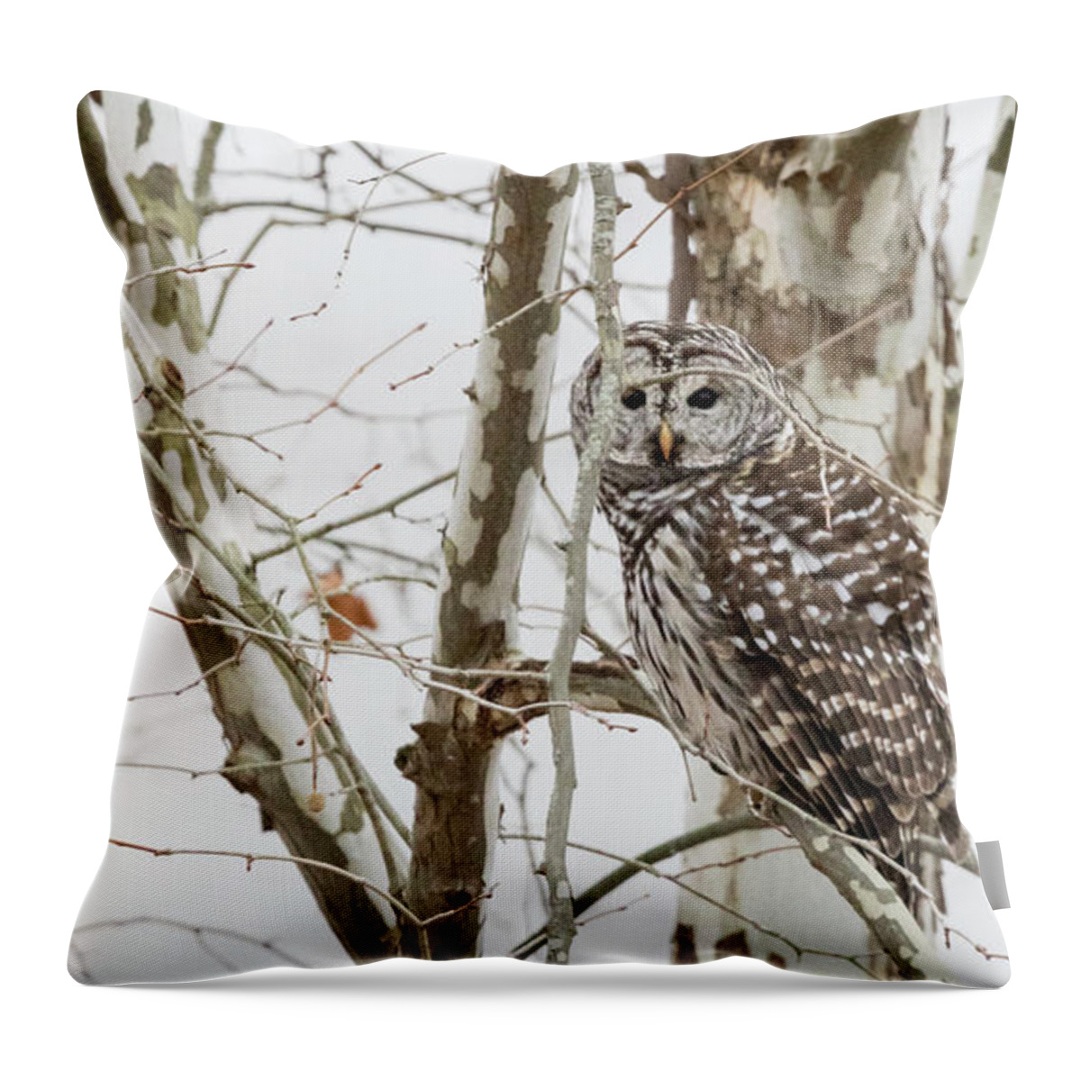 Owl Throw Pillow featuring the photograph Barred Owl by Holly Ross