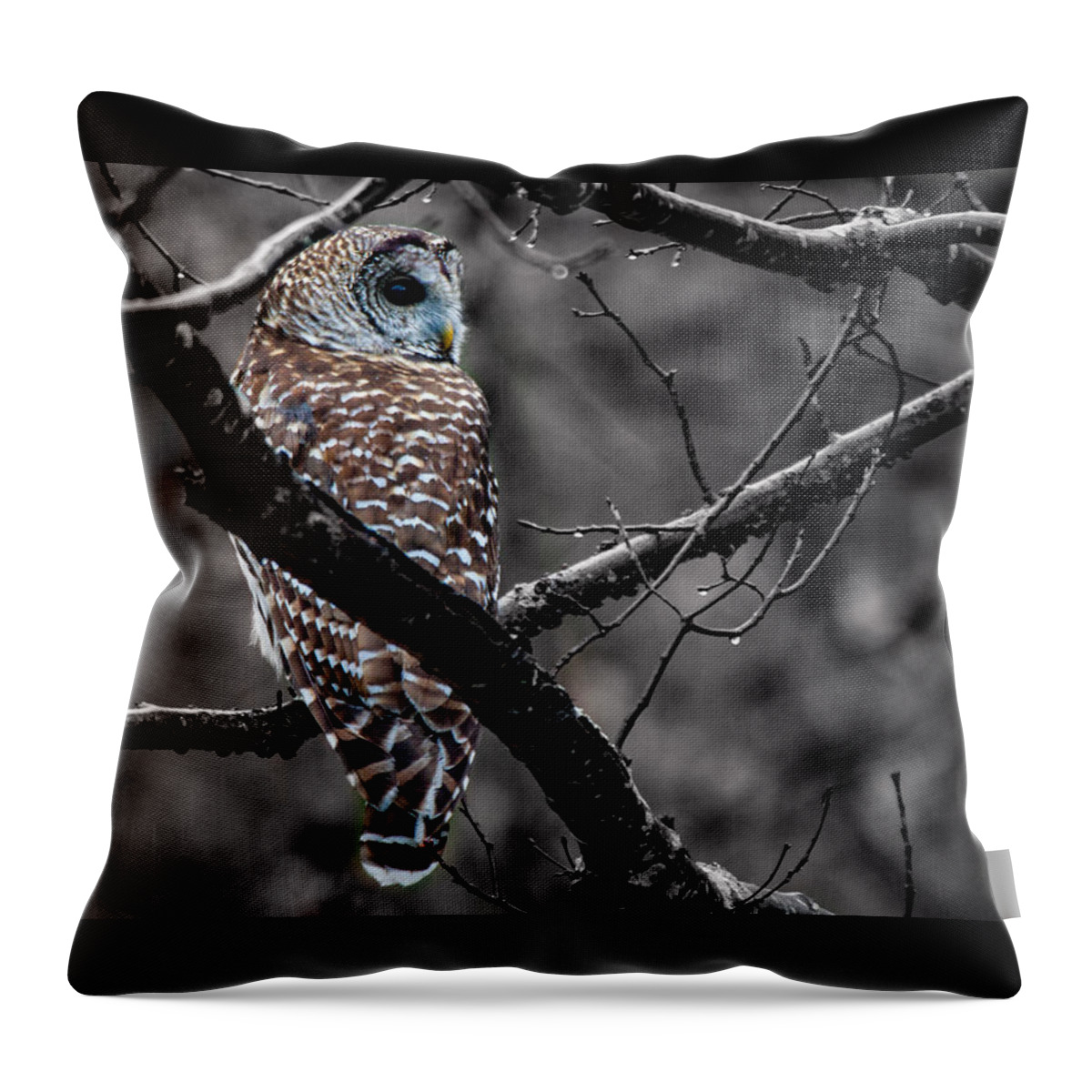 Barred Owl Throw Pillow featuring the photograph Barred Owl hungry by Jeff Folger