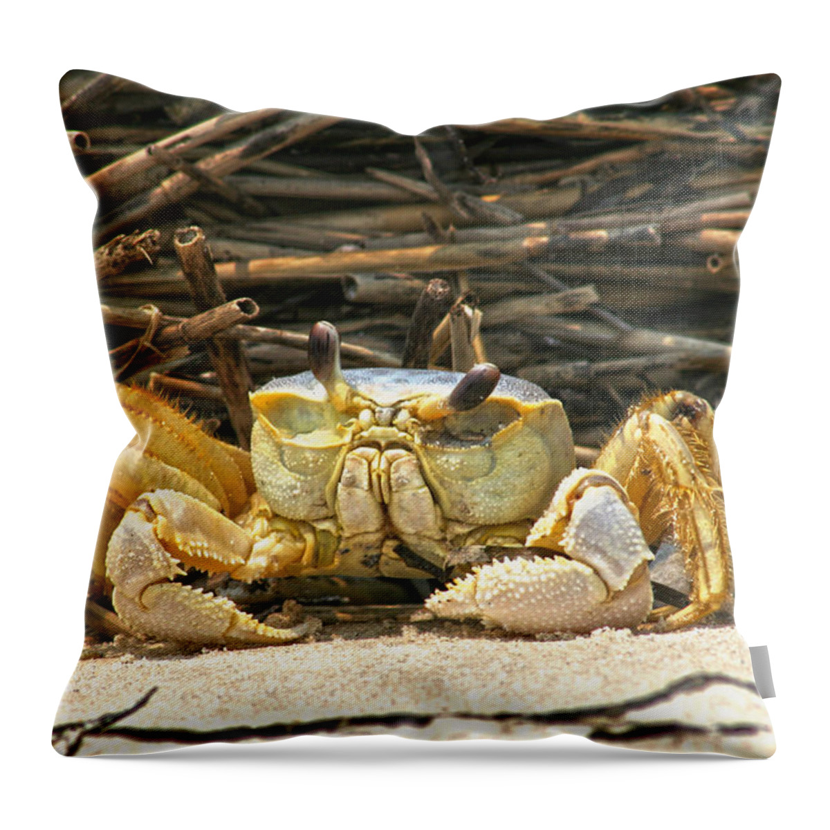 Carb Shore Beach Sand Salt Straw Ocean Sea Coast Throw Pillow featuring the photograph Beach Crab by Robert Och