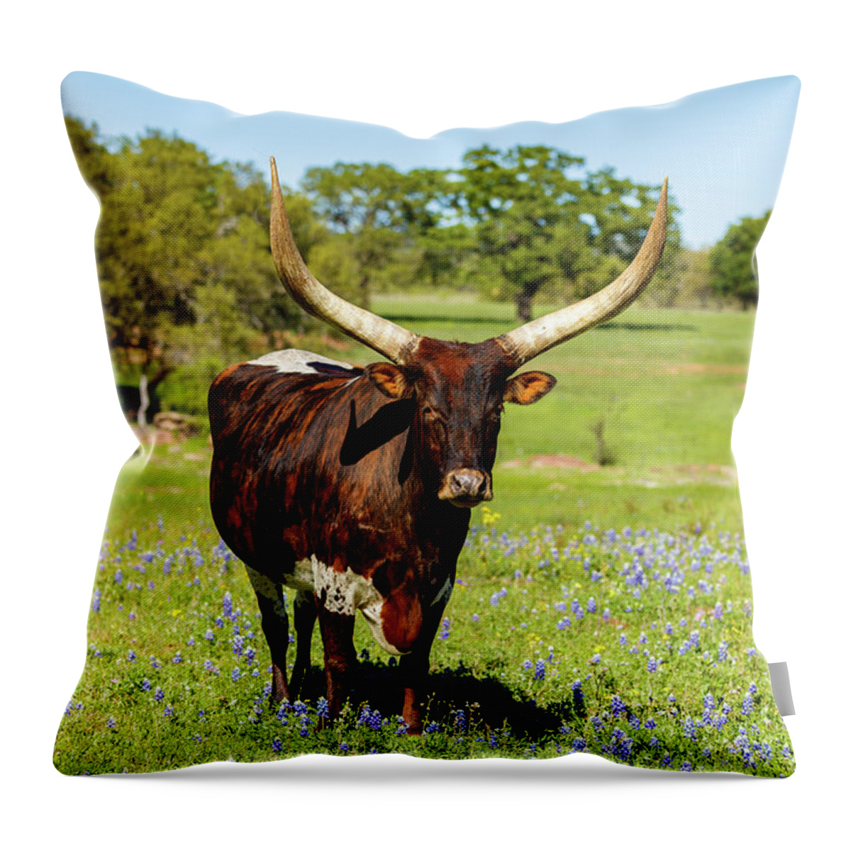 African Breed Throw Pillow featuring the photograph Beautiful longhorn bull by Raul Rodriguez