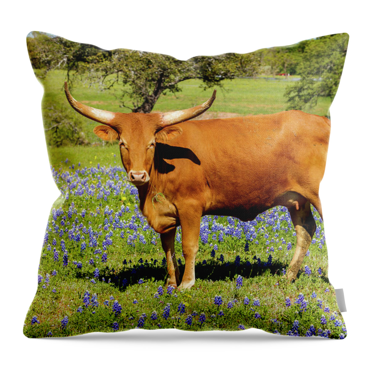 African Breed Throw Pillow featuring the photograph Beautiful longhorn cow by Raul Rodriguez