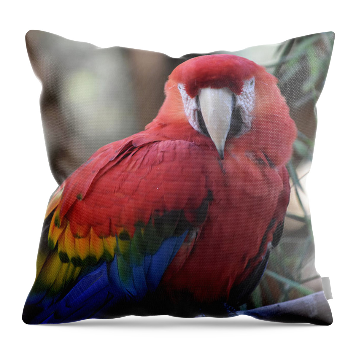 https://render.fineartamerica.com/images/rendered/default/throw-pillow/images/artworkimages/medium/1/beautiful-red-scarlet-macaw-parrot-sitting-on-a-tree-branch-dejavu-designs.jpg?&targetx=0&targety=-119&imagewidth=479&imageheight=718&modelwidth=479&modelheight=479&backgroundcolor=323131&orientation=0&producttype=throwpillow-14-14