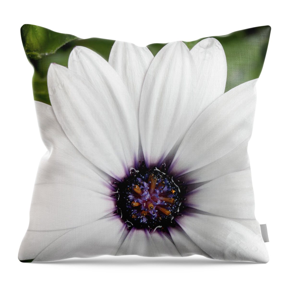 Flower Throw Pillow featuring the photograph Beautiful white flowers with raindrops by Sergey Taran