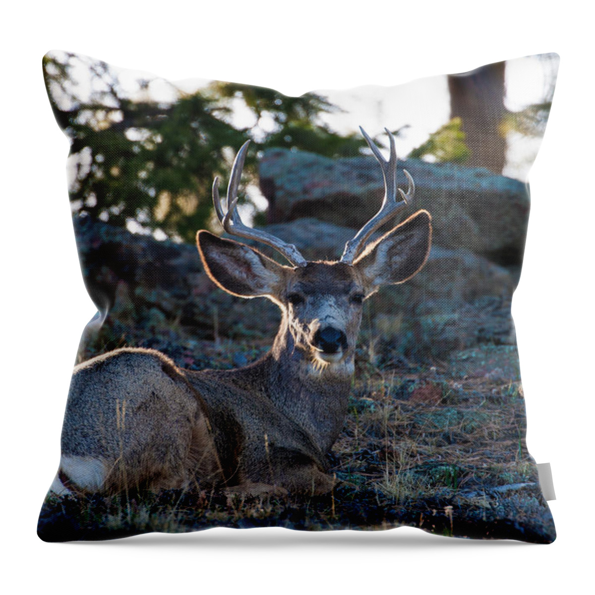 Mule Deer Throw Pillow featuring the photograph Bed Down For The Evening by Mindy Musick King