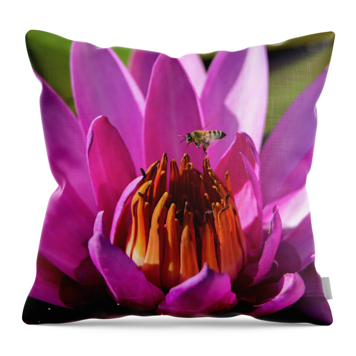 Bee Throw Pillow featuring the photograph Bee Hovering Over Pink Water Lily by Artful Imagery