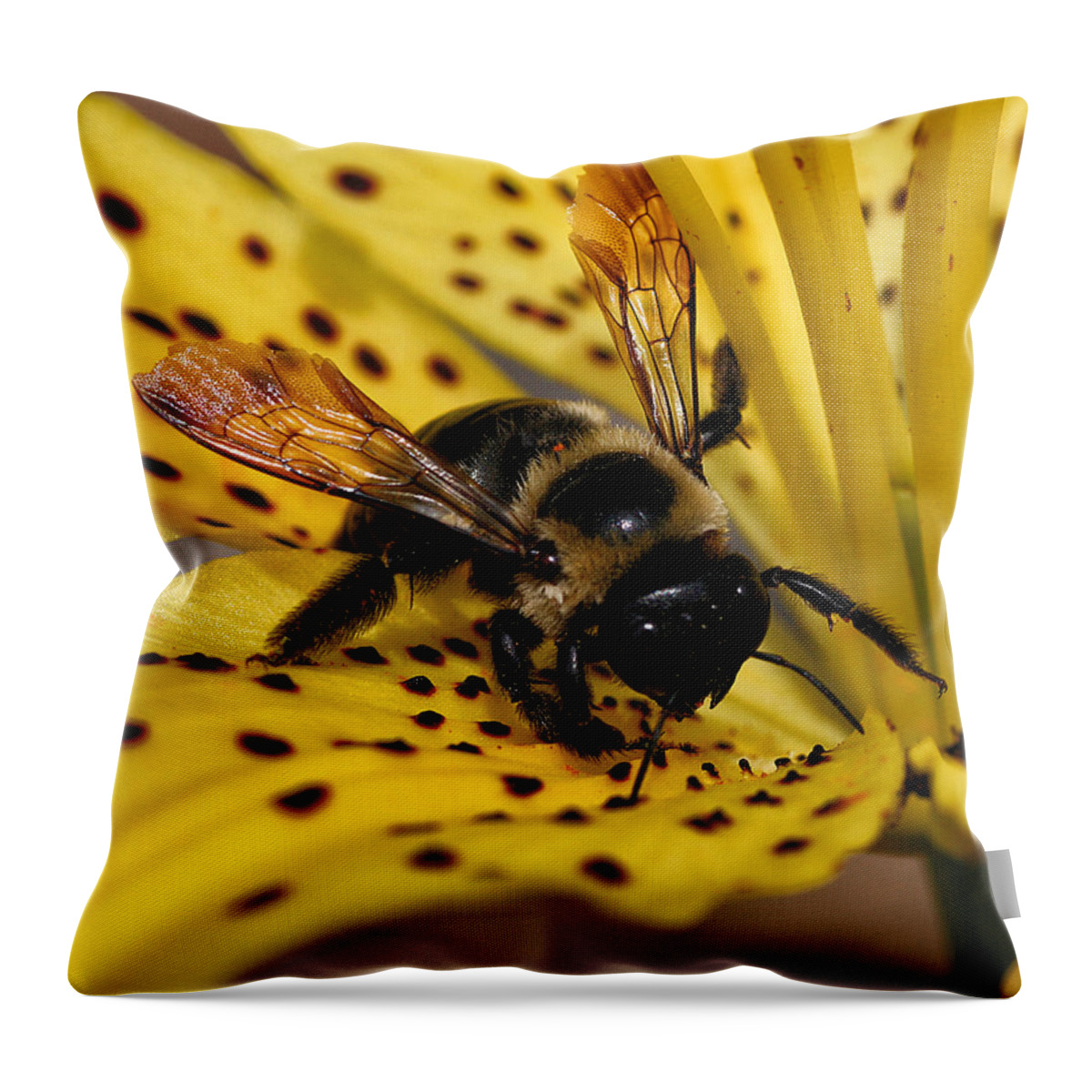Insect Throw Pillow featuring the photograph Bee on a Lily by William Selander