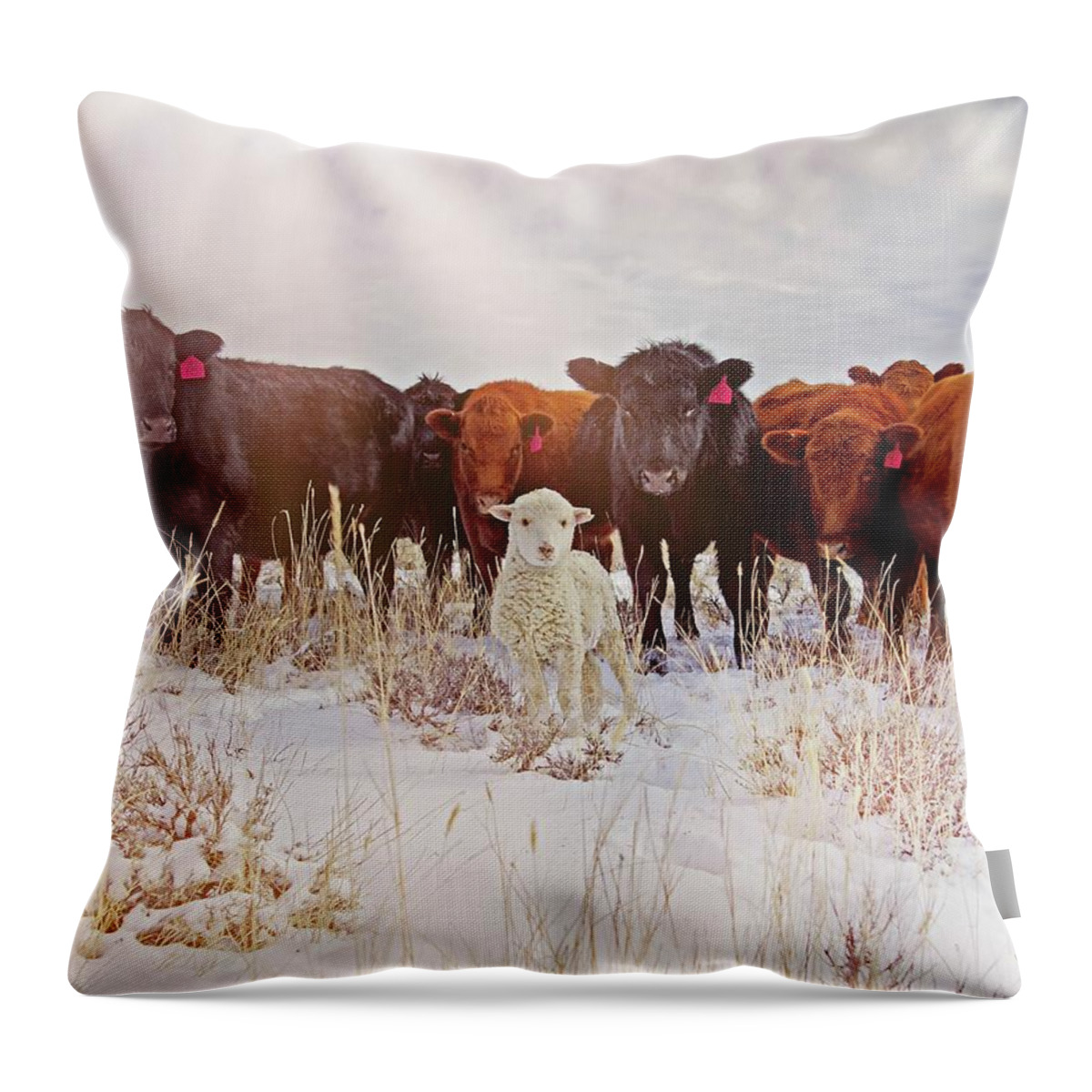 Cattle Throw Pillow featuring the photograph Behold by Amanda Smith