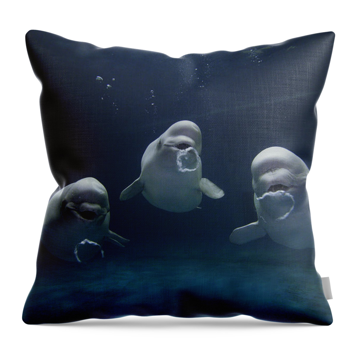 Mp Throw Pillow featuring the photograph Beluga Whale Trio Blowing Bubbles by Hiroya Minakuchi