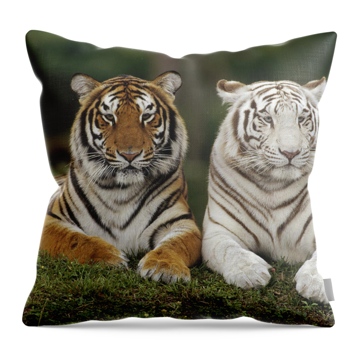 00761896 Throw Pillow featuring the photograph Bengal Tiger Team by Konrad Wothe