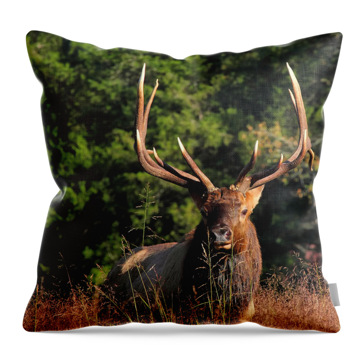 Big Bull Elk Throw Pillow featuring the photograph Big Bull Elk Up Close in Lost Valley by Michael Dougherty