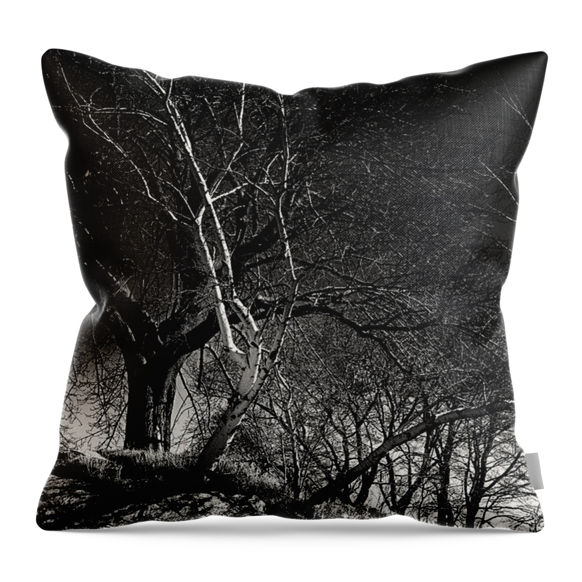 Salem Throw Pillow featuring the photograph Birch Tree On Beach Bluff by Jeff Folger