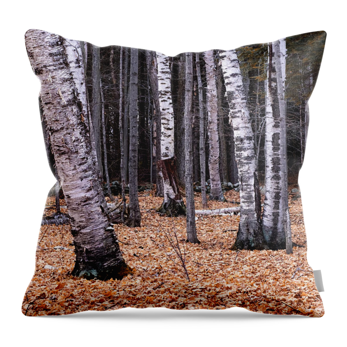 Sunset Lake Road West Brattleboro Vermont Throw Pillow featuring the photograph Birch Trees by Tom Singleton