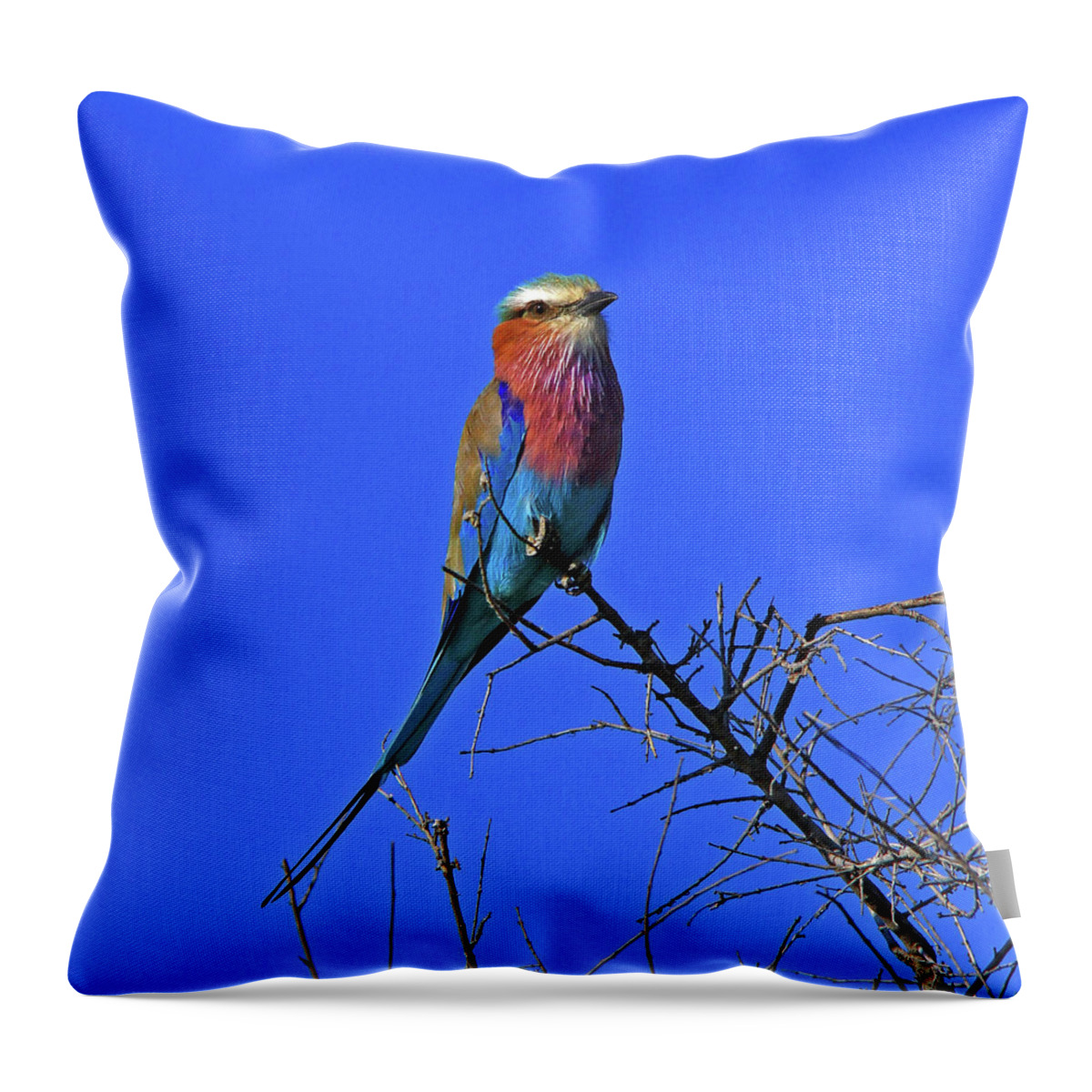 Bird Throw Pillow featuring the photograph Bird - Lilac-breasted Roller by Richard Krebs