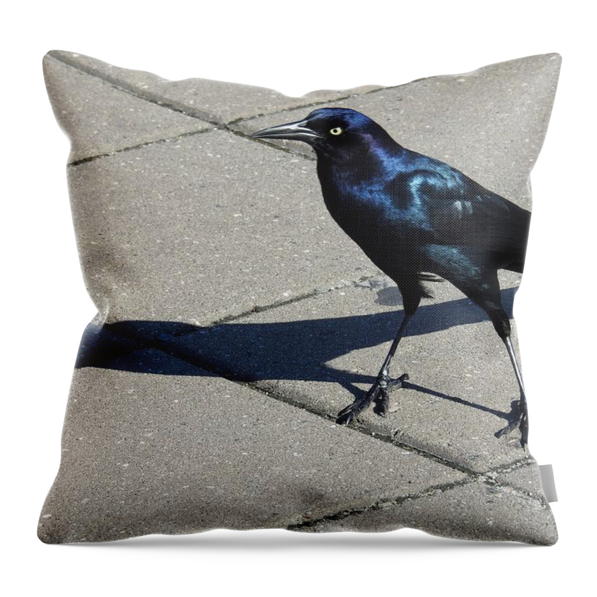 Grackle Throw Pillow featuring the photograph Bird Shadowing by Jan Gelders