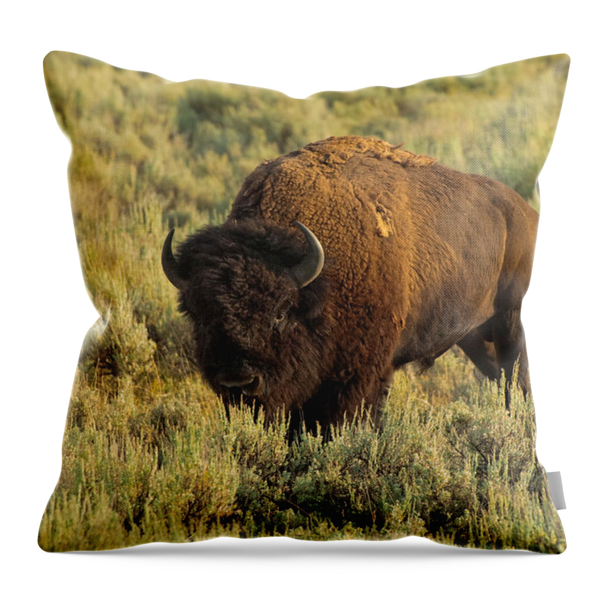 American Bison Throw Pillow featuring the photograph Bison by Sebastian Musial