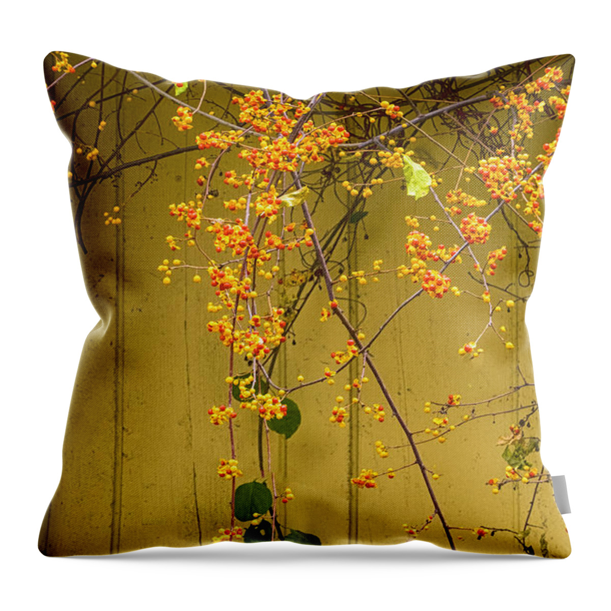 Cone Flowers Throw Pillow featuring the photograph Bittersweet Vine by Tom Singleton