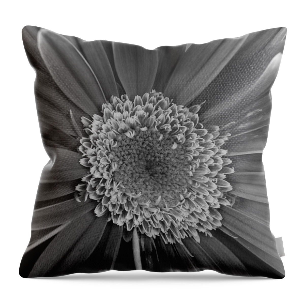 Flower Throw Pillow featuring the photograph Black and White Gerber Daisy 4 by Amy Fose