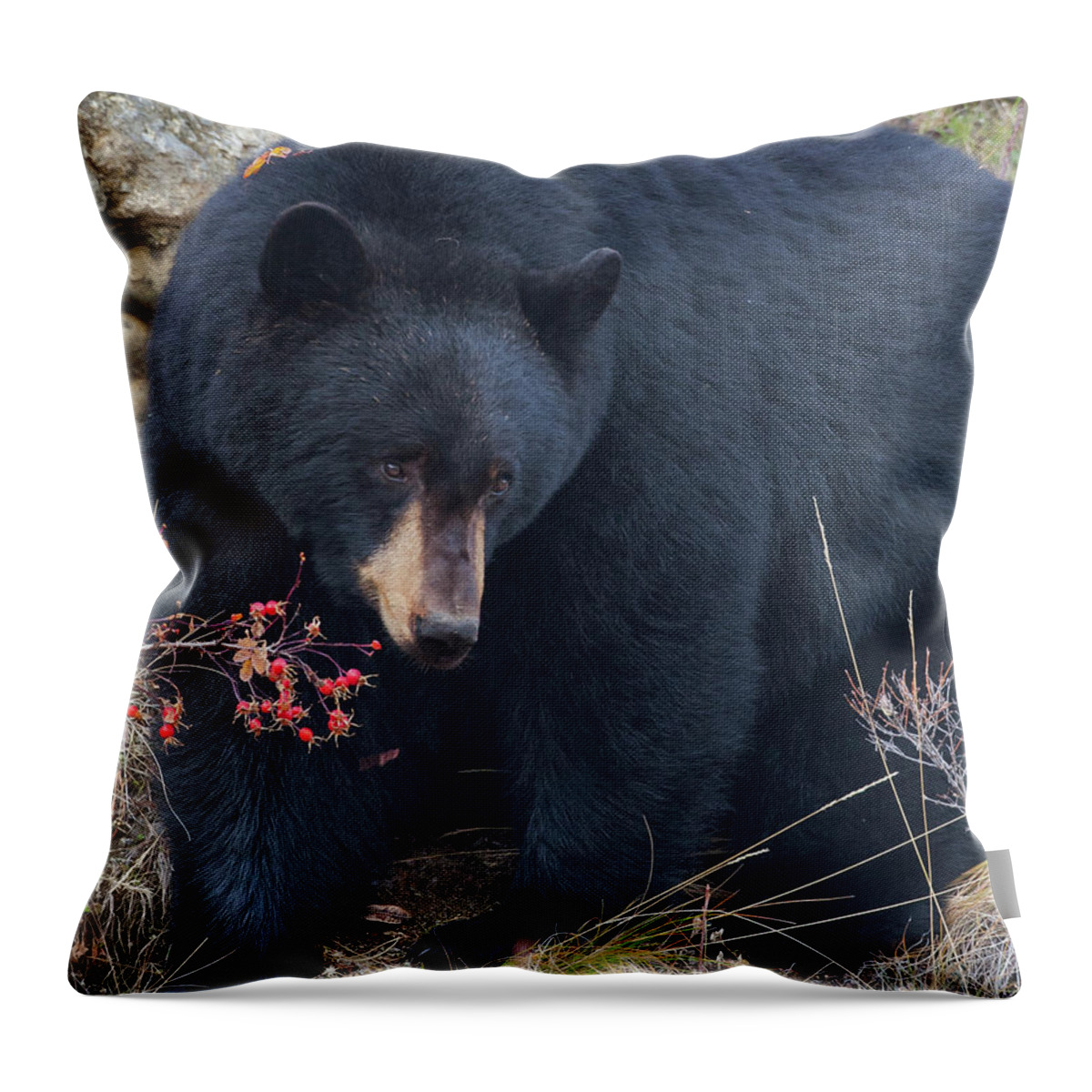 Mark Miller Photos Throw Pillow featuring the photograph Black Bear in Fall Eating Berries, Yellowstone National Park by Mark Miller