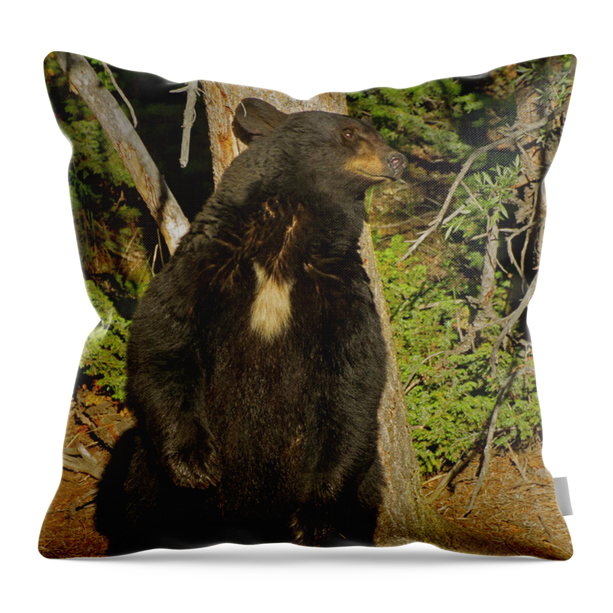 Black Bear Standing Up Signed 1791 Throw Pillow For Sale By J L