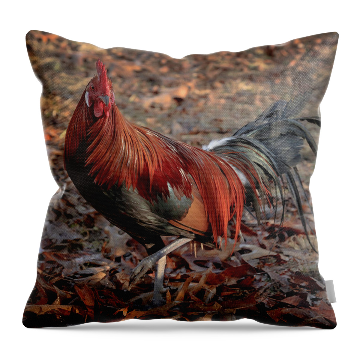 Chicken Throw Pillow featuring the photograph Black Breasted Red Phoenix Rooster by Michael Dougherty