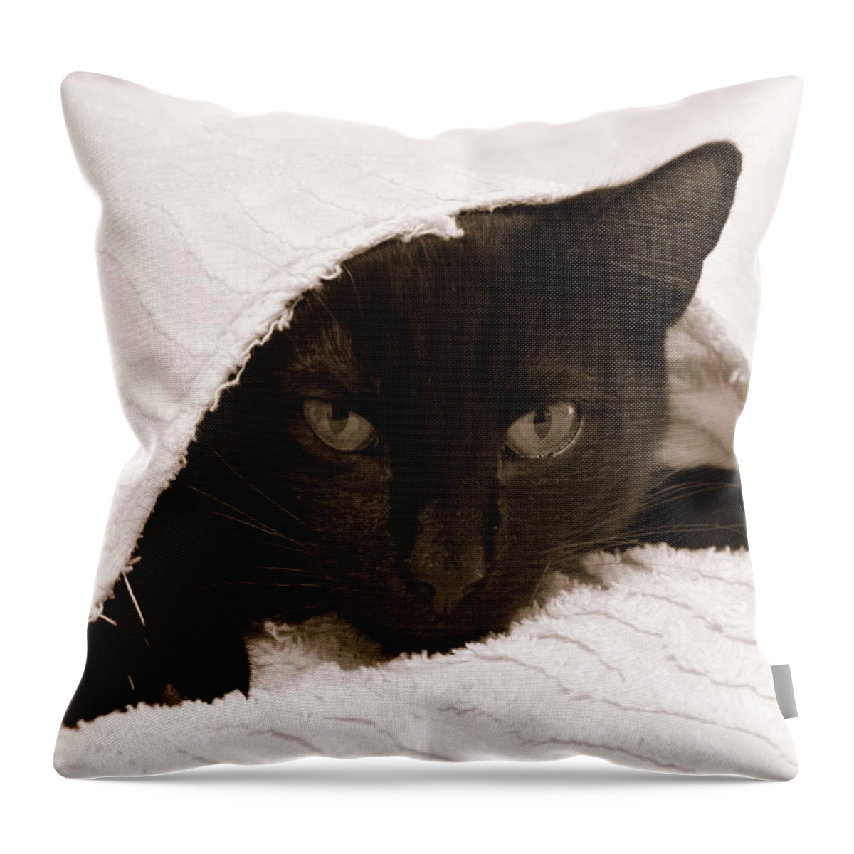 Horizontal Photograph Throw Pillow featuring the photograph Black Cat in Chenille by Valerie Collins