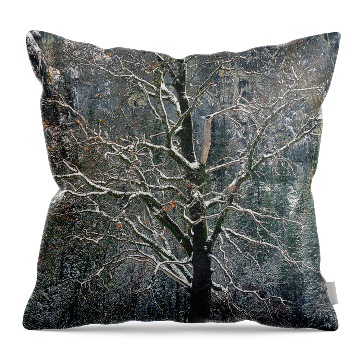 Black Oak Throw Pillow featuring the photograph Black Oak Quercus Kelloggii With Dusting Of Snow by Dave Welling