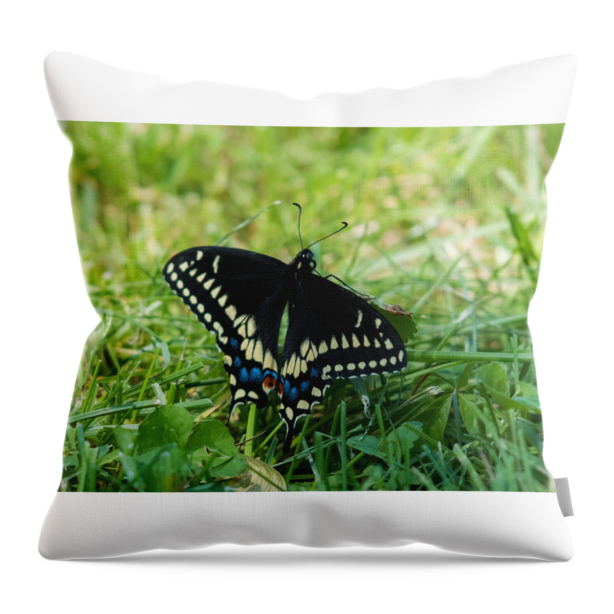 Black Swallowtail Butterfly Throw Pillow featuring the photograph Black Swallowtail Butterfly by Holden The Moment