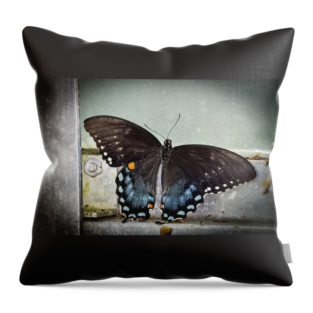 Butterfly Throw Pillow featuring the photograph Black Swallowtail on Window by Artful Imagery