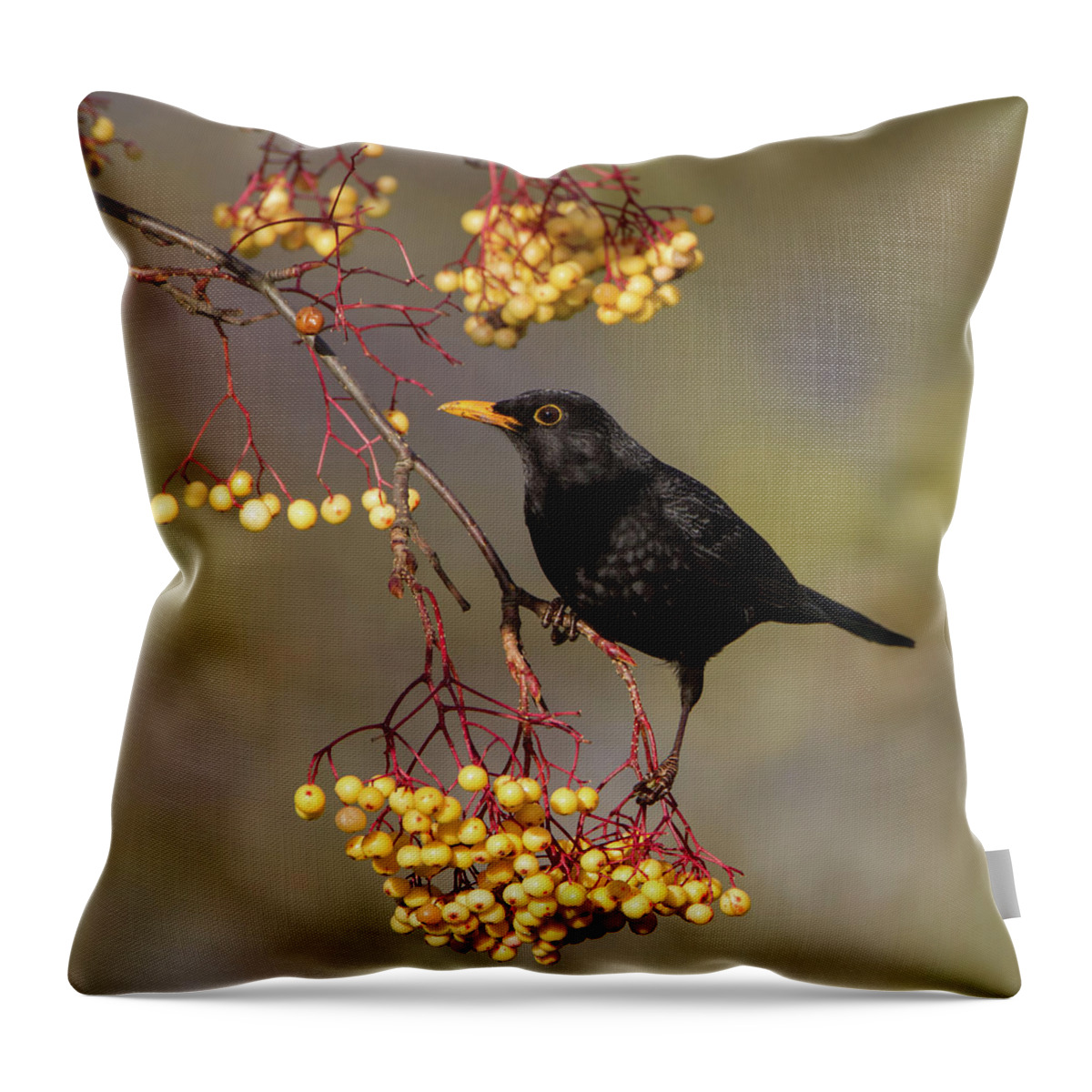 Blackbird Throw Pillow featuring the photograph Blackbird Yellow Berries by Pete Walkden