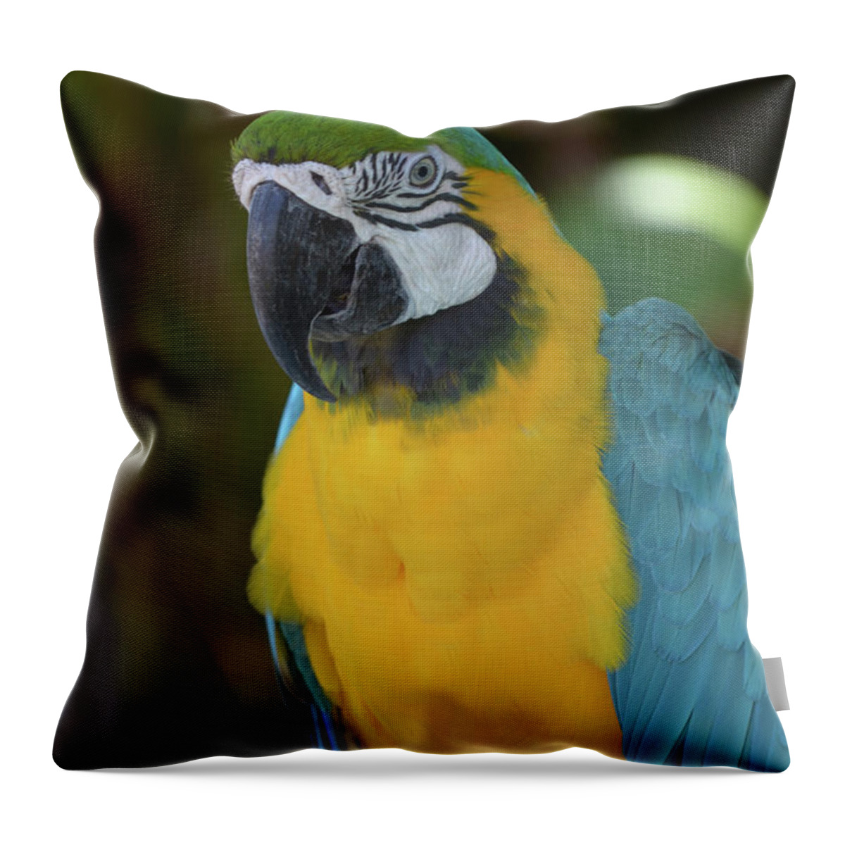 Blue And Gold Macaw Bird With His Beak Curved Throw Pillow For Sale By Dejavu Designs,10 Year Wedding Anniversary Gift
