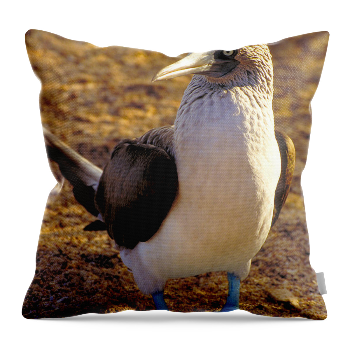 Blue Throw Pillow featuring the photograph Blue-Footed Booby by Ted Keller