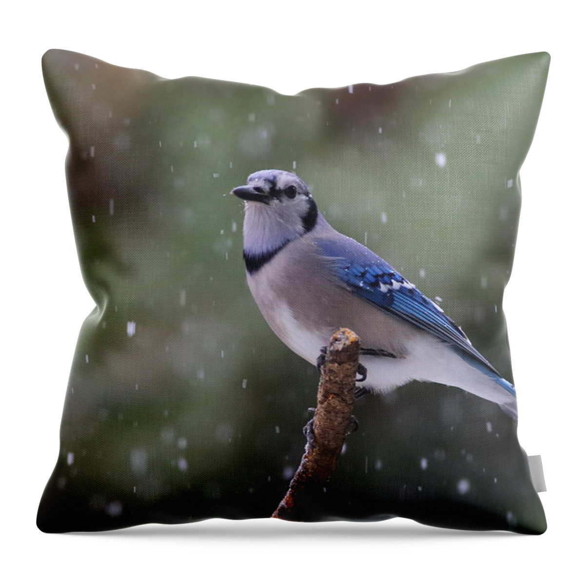 Blue Jay Throw Pillow featuring the photograph Blue Jay In Falling Snow by Daniel Reed