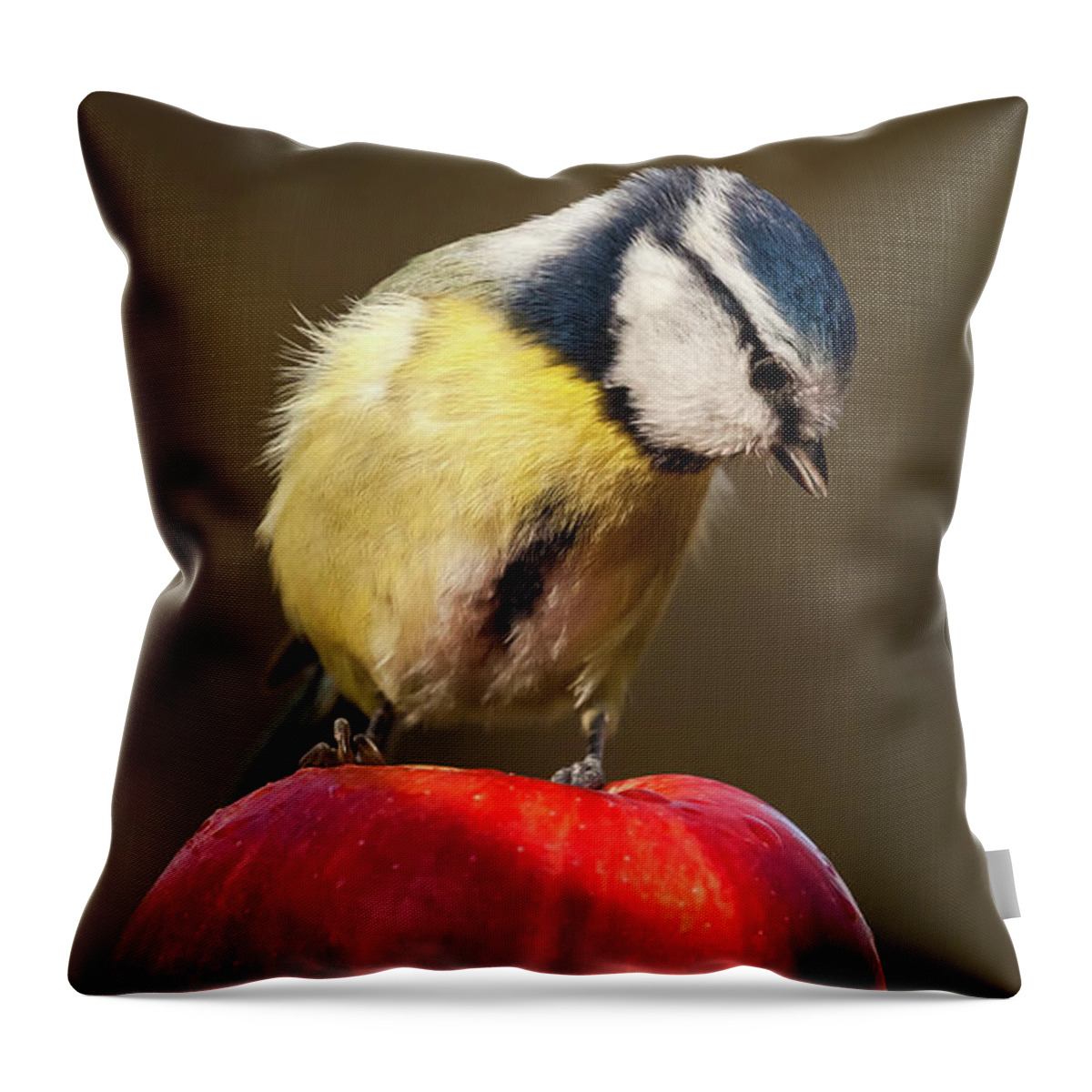 Bird Throw Pillow featuring the photograph Blue Tit Cyanistes caeruleus sat on a red apple looking down by Simon Bratt