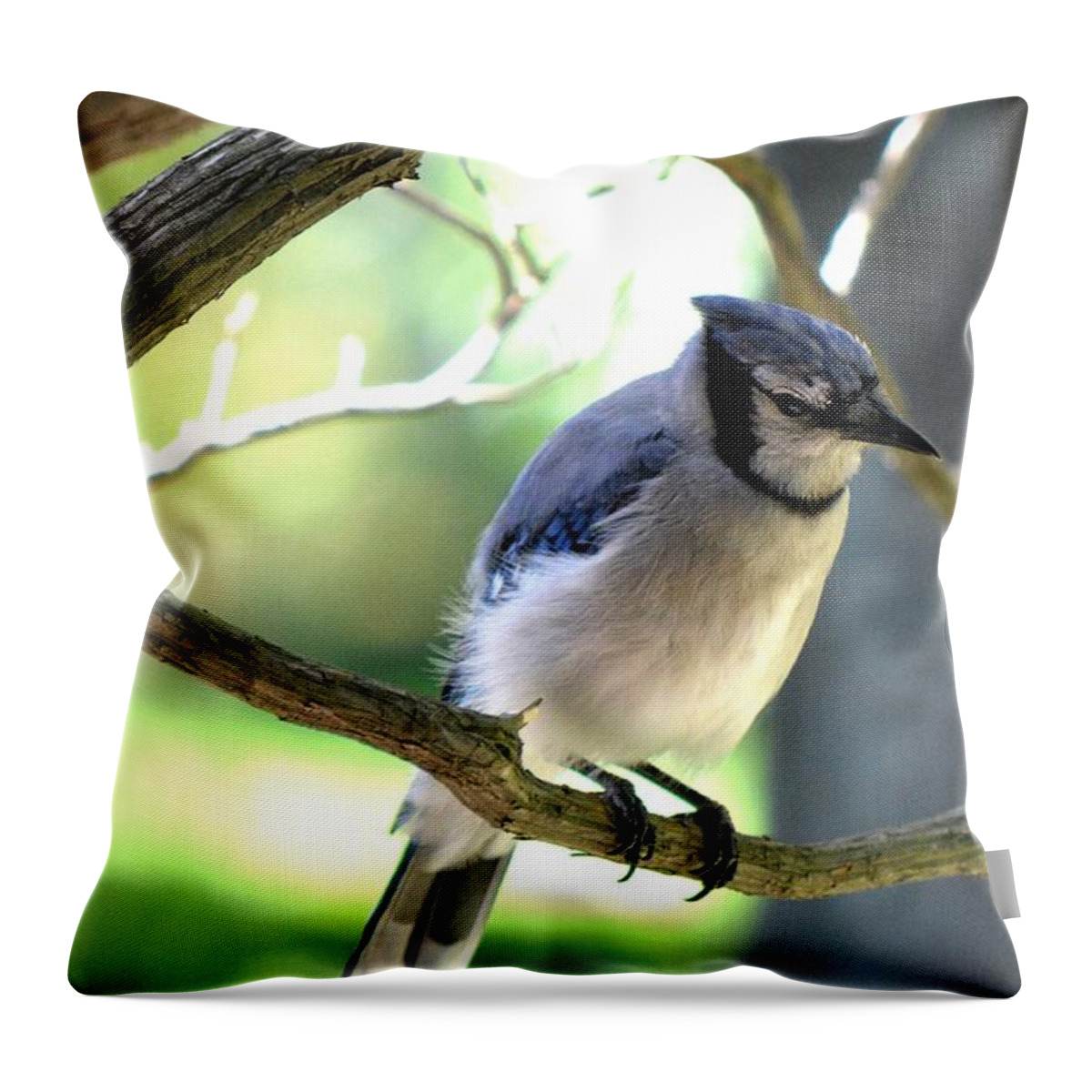 Bluejay Throw Pillow featuring the photograph Bluejay by Dani McEvoy