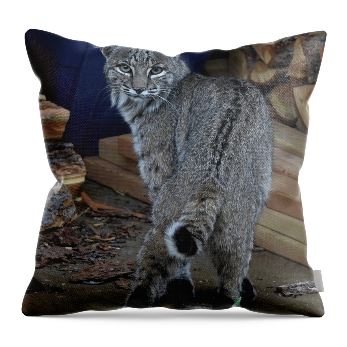 Bobcat Throw Pillow featuring the photograph Bobcat by Ben Foster