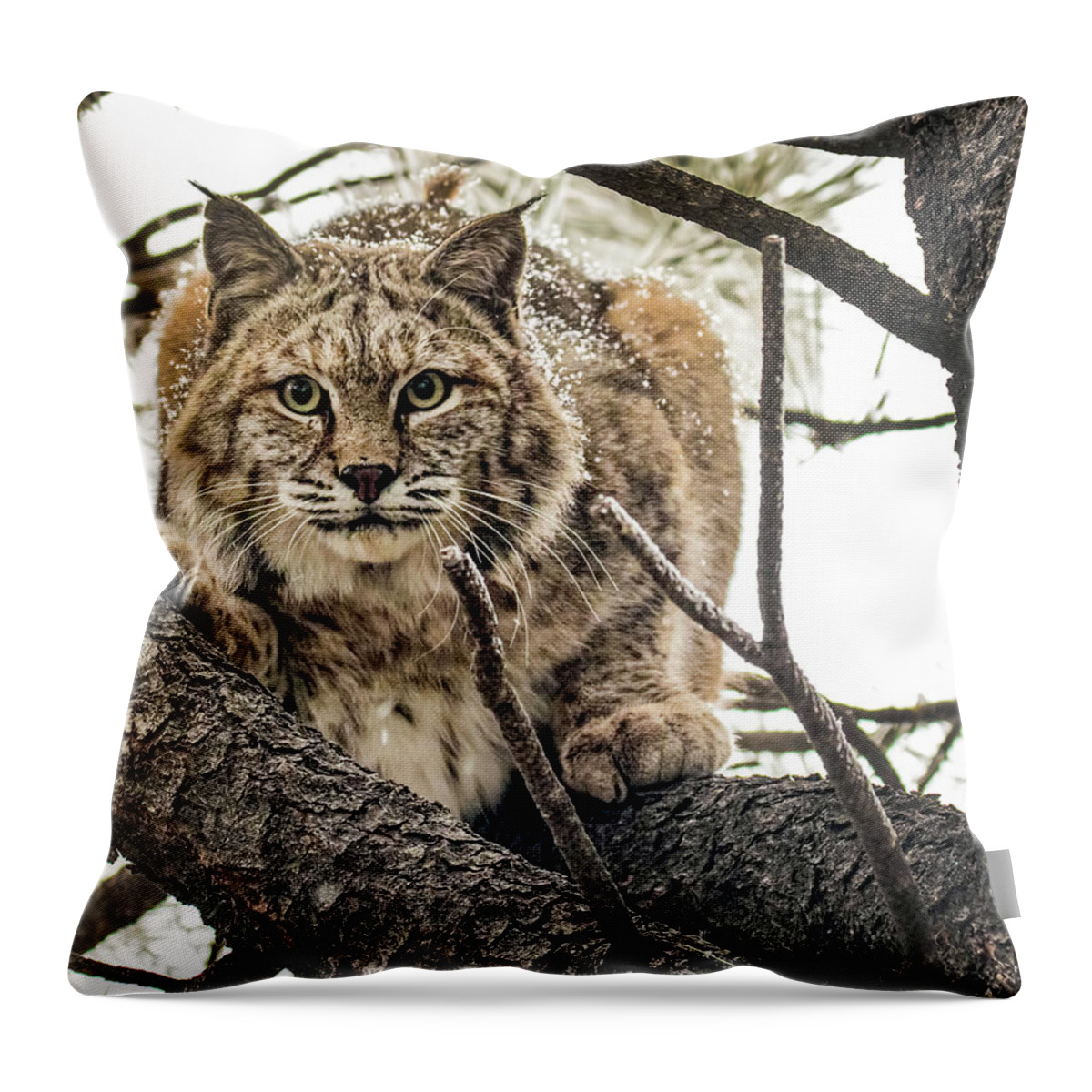 Categories Throw Pillow featuring the photograph Bobcat in Winter by Dawn Key